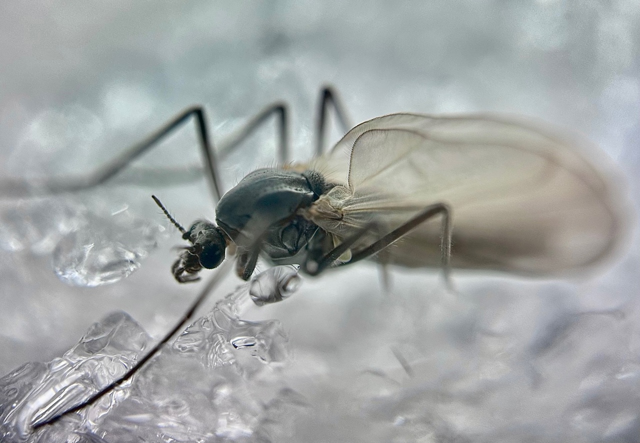 Зимний комар-трихоцерид