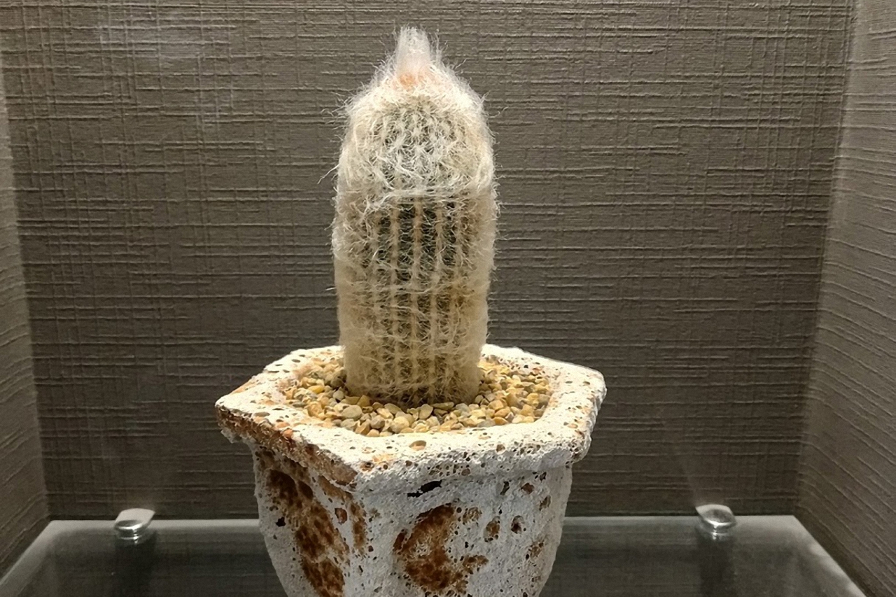 Фото кактуса, ставшего причиной увольнения