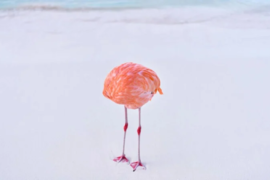 Работа Flamingone фотографа Майлза Астрея
