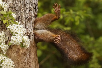 Фото «Застрявшая белка» на конкурсе Comedy Wildlife Photography Awards