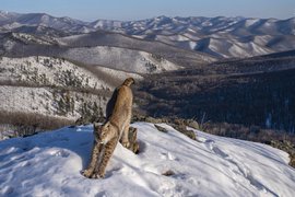 Frontier of the Lynx | Wildlife Photographer of the Year