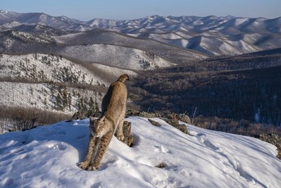 Frontier of the Lynx | Wildlife Photographer of the Year