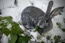 Снег, кролик, погода