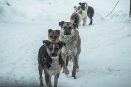 Бродячие собаки