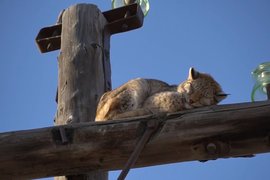 Рысь на электрической опоре в Хакасии