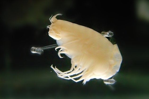 Амфипода Hirondellea gigas, живущая на глубине более 10 тысяч метров