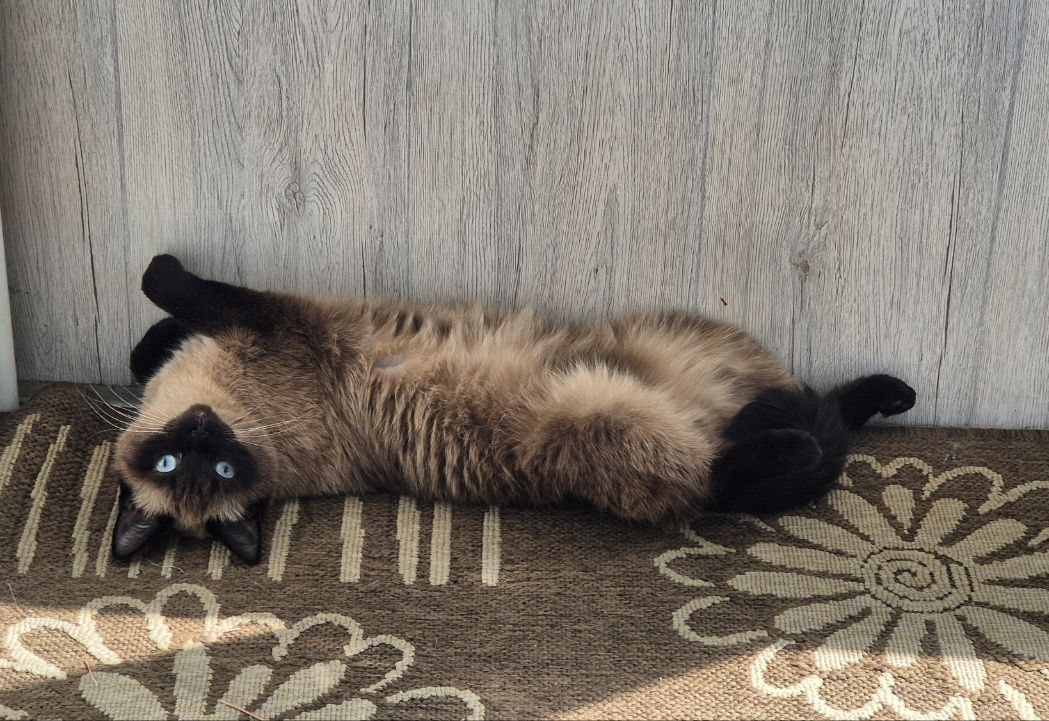 Кошка лежит лапками вверх