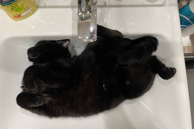Кошка спит в раковине