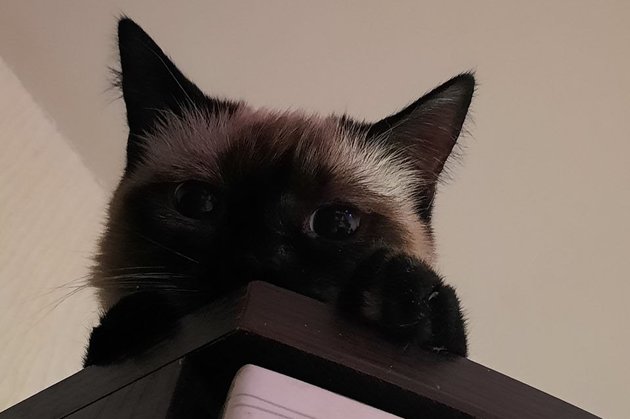 Кот на шкафу