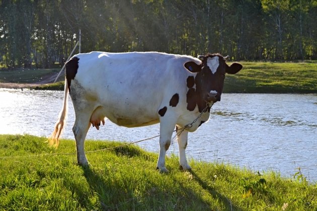 Корова на берегу реки
