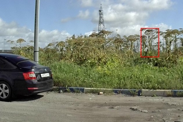 Заросли борщевика Сосновского в Санкт-Петербурге