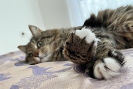 Курильский бобтейл