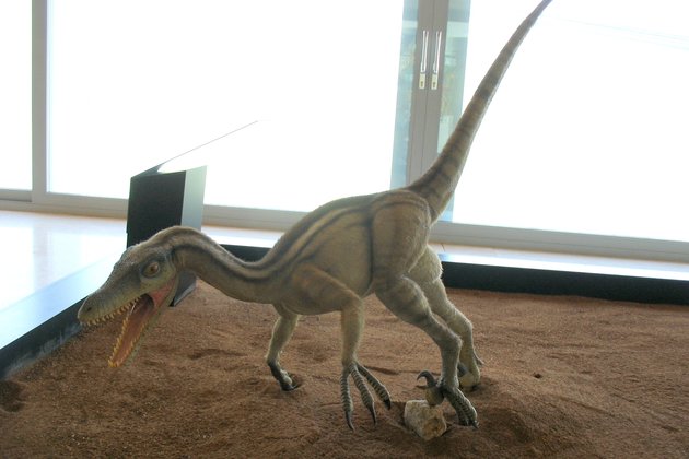 Модель Dromaeosauridae — Палеонтологический музей Кастильи-Ла-Манчи (Куэнка, Испания)