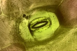 устьице бегонии королевской