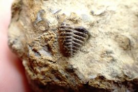 Раскопки ископаемой фауны силурийского периода на Алтае