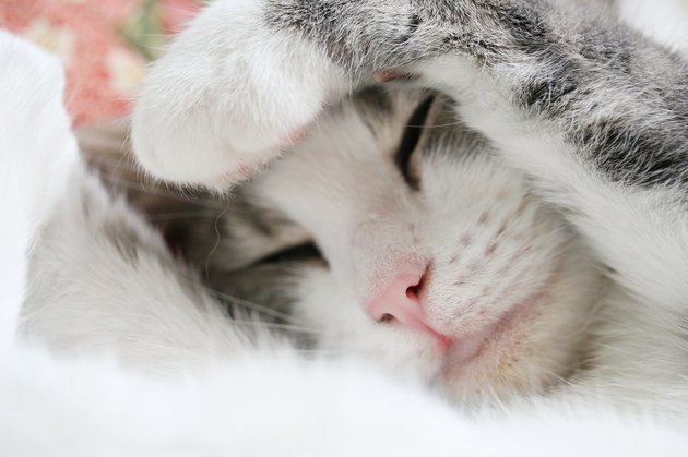 Почему кошки много спят