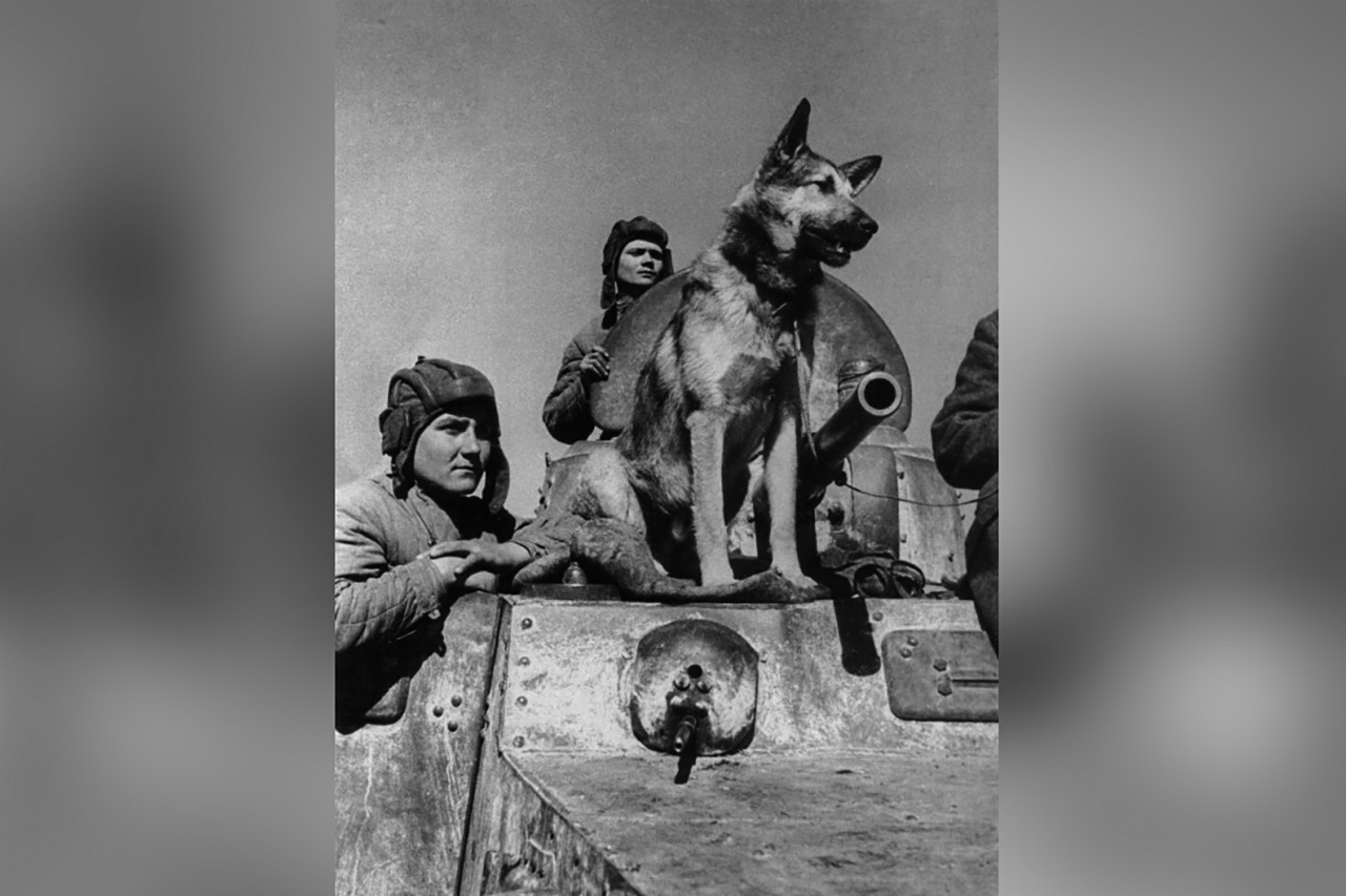 Собака-сапер Джульбарс