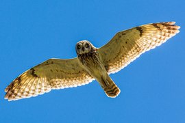 Болотная сова летит