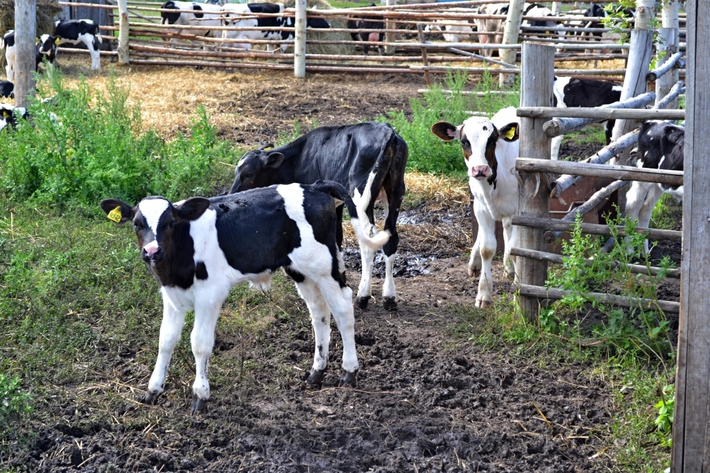 Телята, коровы, животное, молоко