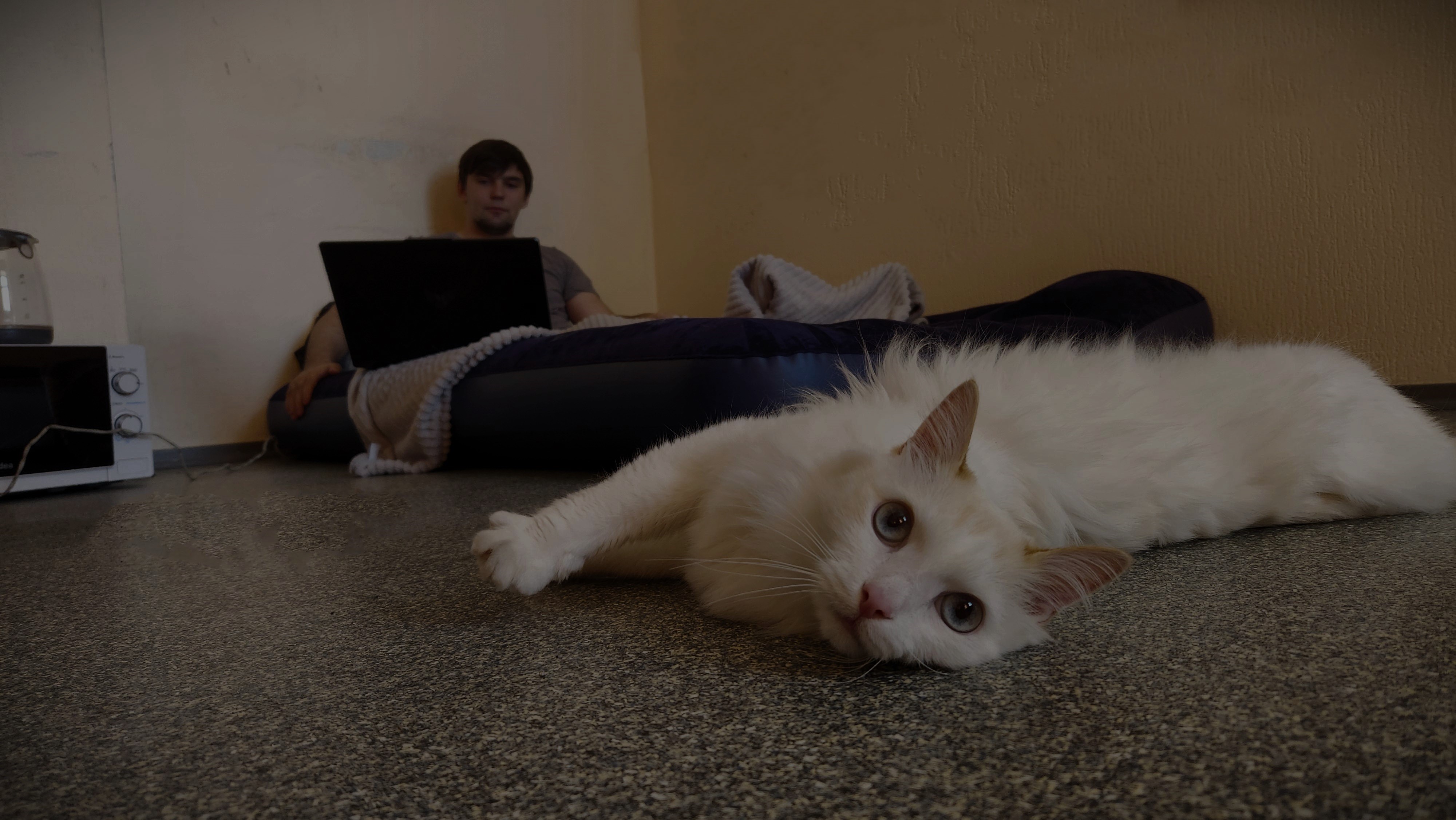 Кот