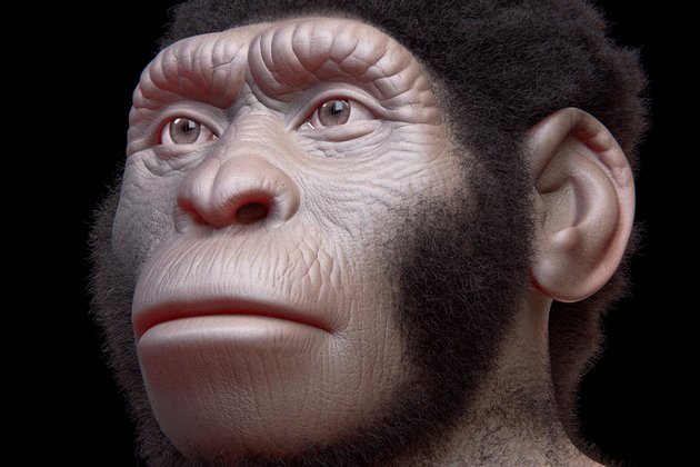 Реконструкция лица Homo naledi