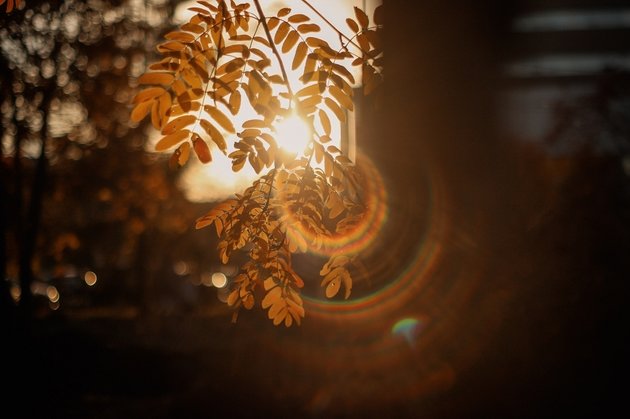 Осень в Новосибирске