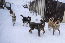 Бродячие собаки