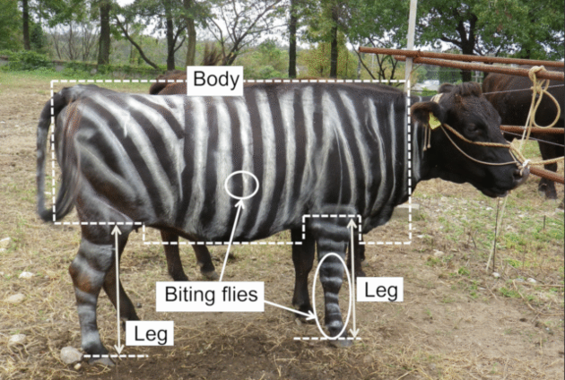 Корова, расскрашенная под зебру японскими учеными