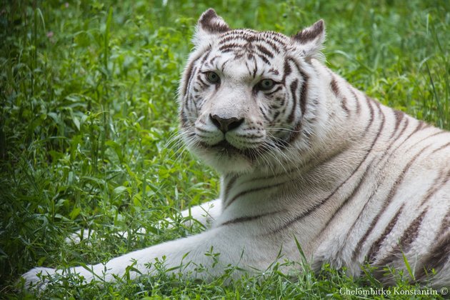 Белая тигрица Зая в Новосибирском зоопарке
