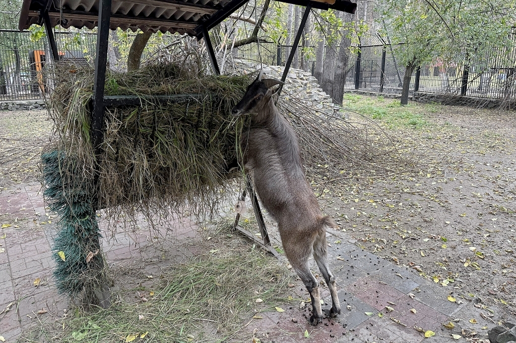 Новосибирский зоопарк после пожара Новосибирский зоопарк после пожара