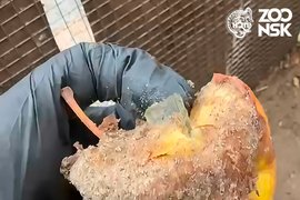 Яблоко со стеклом, брошенное питомцам новосибирского зоопарка