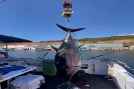 Гигантскую рыбу поймали возле курильского острова Итуруп