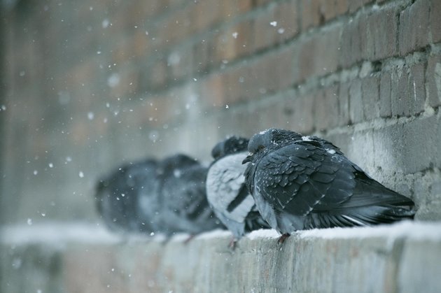 Голуби на морозе