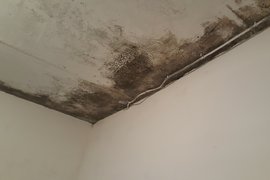 Черная плесень Аспергилл