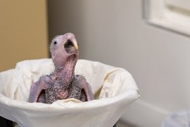 Попугай голубой ара, родившийся в зоопарке Pairi Daiza в Бельгии