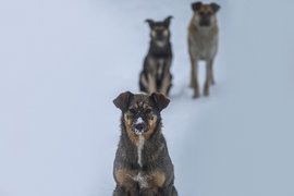 Бродячие собаки