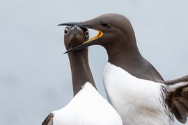 «Удушающий захват», финалист The Comedy Wildlife Photography Award 2025