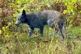 Собаки с синей шерстью в зоне Чернобыльской АЭС