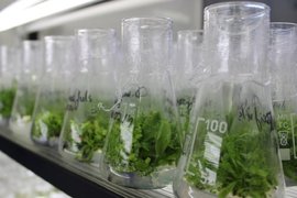 Саженцы осины с измененным геном