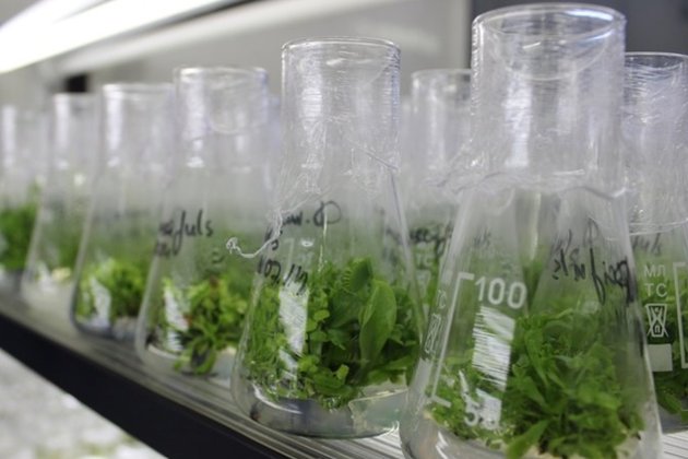 Саженцы осины с измененным геном