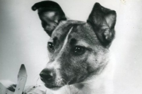 Лайка, первая собака в космосе