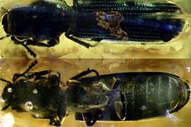 Вымерший жук в янтаре возрастом 37 миллионов лет