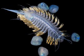 Чешуйчатый червь Eulagisca