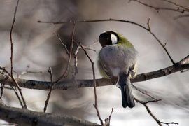 Люди верили, что если 12 ноября во двор залетит синица, семью ждет счастье