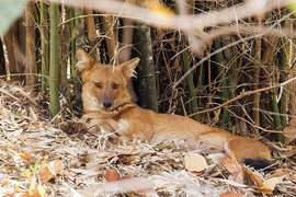 Красный волк