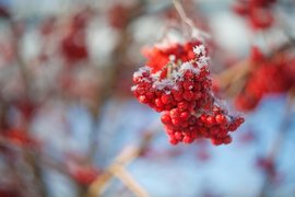 17 ноября на подоконниках рассыпали ягоды рябины