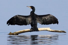 Большой баклан