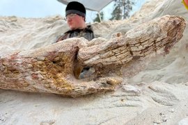 Дерево возрастом 385 млн лет