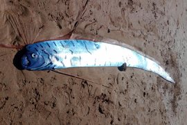 Рыба Судного дня