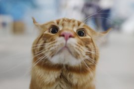 Выставка кошек